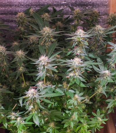 Семена сорта LSD fem (Семяныч)