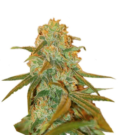 Семена сорта Lemon Skunk fem (Green House Seeds)