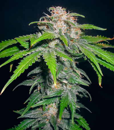 Семена сорта 00 Kush fast fem (00 Seeds)