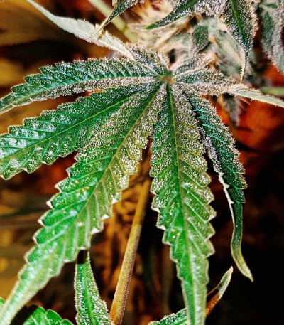 Семена сорта CBD Kong's Kush fem (Sumo Seeds)