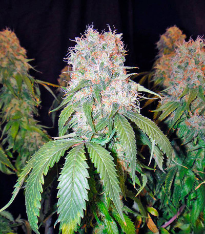 Сорт марихуаны California Hash Plant