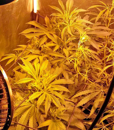 Семена сорта Karamelo (Kreamy Karamel) fem