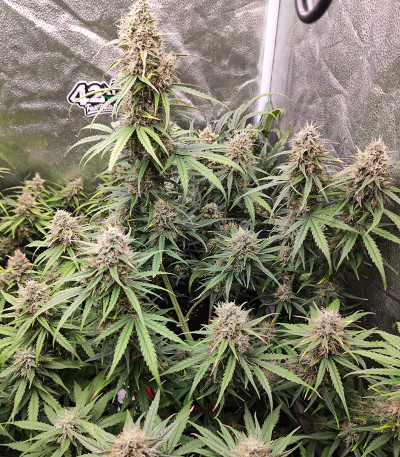 Семена сорта Original Auto White Widow fem (FastBuds)