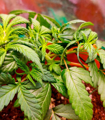 Семена конопли сорта Skunk Amsterdam