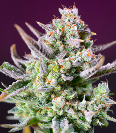 Семена сорта Sweet Zenzation XL Auto fem (Sweet Seeds)