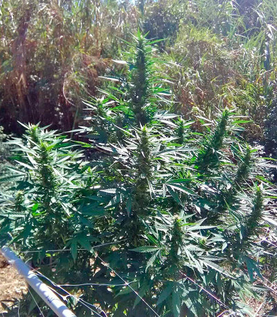 Семена сорта White Russian reg (Serious Seeds)