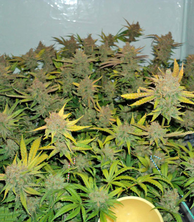 Семена сорта Wild Thailand fem (World of Seeds)