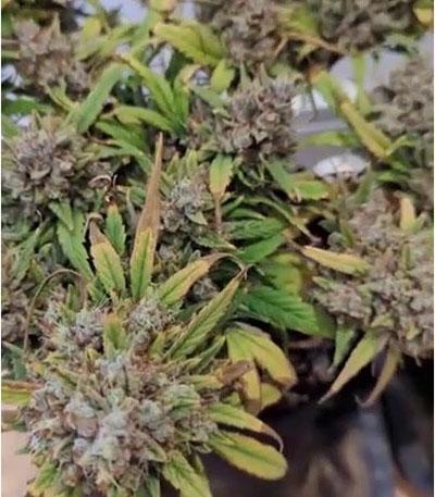 Семена сорта Purple Punch Auto fem (FastBuds)