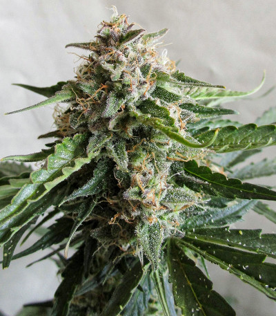 Семена сорта Tashkenti Auto fem (Семяныч)