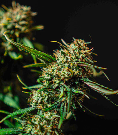 Семена сорта Banana Daddy Auto RBX2 fem (Ethos Genetics)