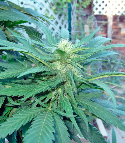 Семена сорта Brazil Amazonia fem (World of Seeds)