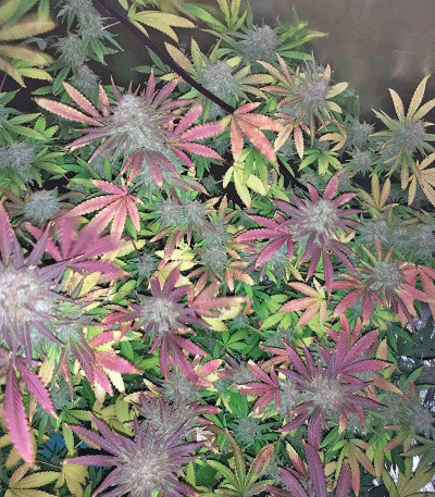 Семена сорта Bubblelicious fem (Nirvana Seeds)