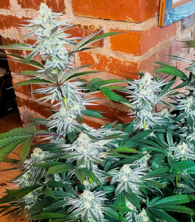 Семена сорта Cap Junky fem (7CH American)