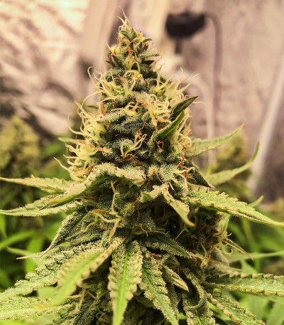 Семена сорта Critical Amnesia fem (AlphaFem Seeds)