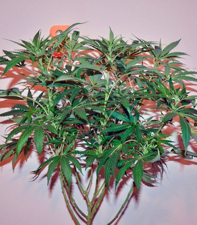 Семена сорта Diamond Girl fem