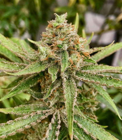 Семена сорта GMO Zkittlez F1 reg (Ethos Genetics)