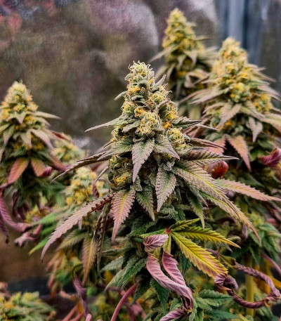 Семена сорта Rainbow Melon fem (FastBuds)