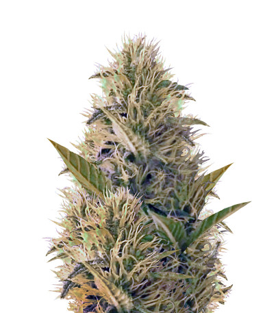 Семена сорта La Blanca Gold fem (Vision Seeds)