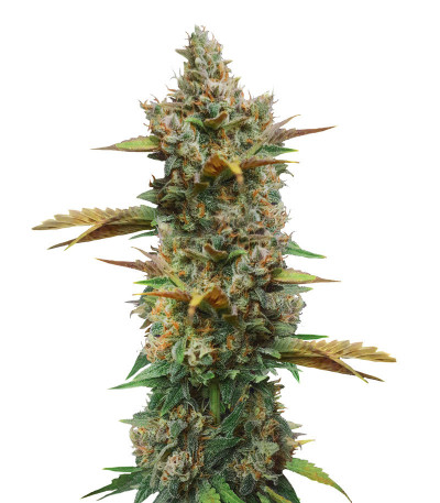 Микс семян конопли Beginner Auto Mix Pack fem (Herbies Seeds)