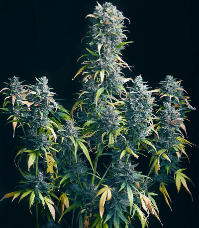 Семена сорта Big Satana Auto fem (Семяныч)