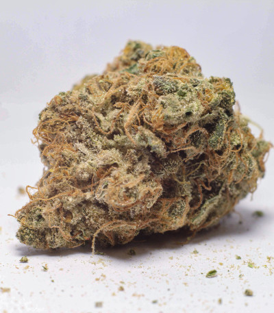 Семена сорта Tutankhamon fem (Pyramid Seeds)