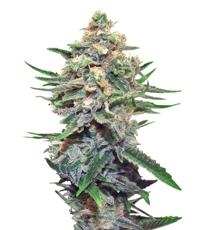 Семена Snegurochka шишки