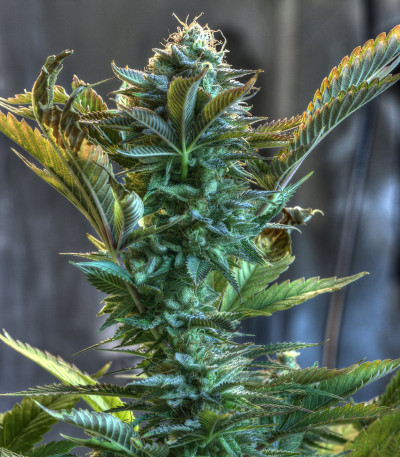 Семена сорта Canadian Kush 2.0 fem