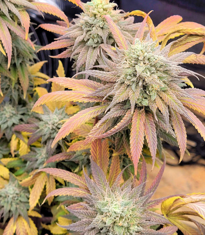 Семена сорта Banana Purp fem (Medical Seeds)