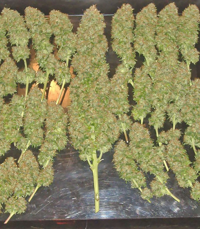 Семена сорта Bubble Gum fem (Семяныч)