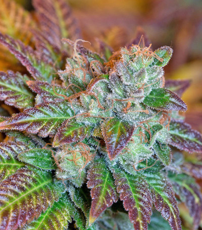 Семена сорта Lemon Kush Headband fem