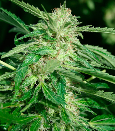 Семена сорта Papa's Candy fem