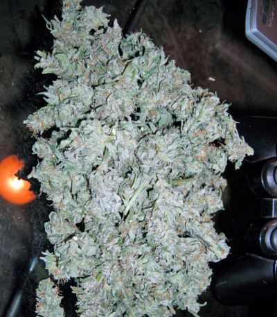 Семена сорта Short Rider Automatic fem