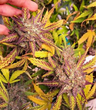 Семена сорта Speedy Skunk Auto fem (Семяныч)