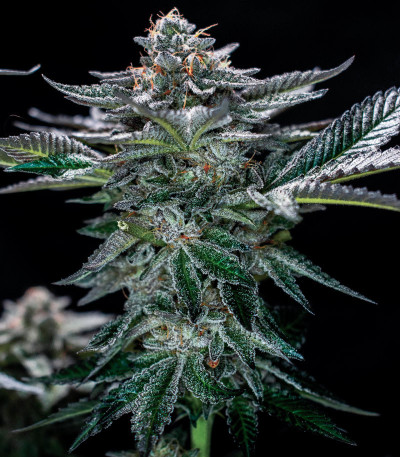 Семена сорта The New fem (Humboldt Seeds)