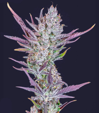 Семена сорта Wedding Glue Auto fem (FastBuds)