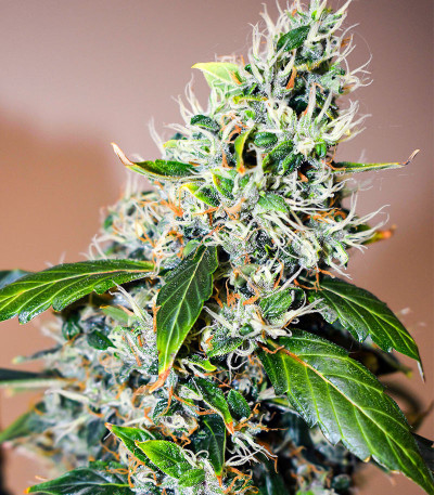 Семена сорта Banana Sapphire fem (Humboldt Seed Organization)