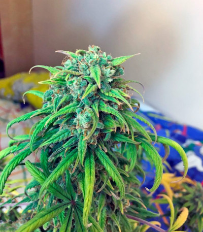 Сорт марихуаны Exodus Cheese Auto