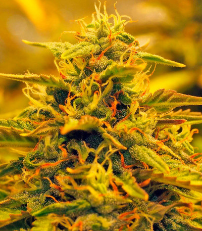 Семена сорта Jack 47 Auto fem (Sweet Seeds)