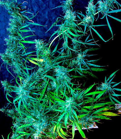 Семена сорта Hawaii Maui Waui fem (Nirvana Seeds)