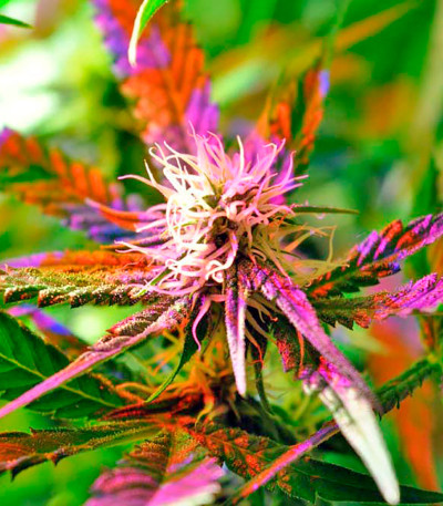 Семена сорта Kalichakra reg