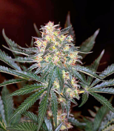 Семена сорта Black Jack F1 Fast Version fem (Sweet Seeds)