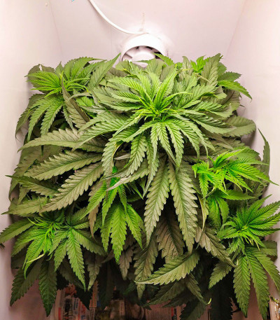 Семена сорта Critical Kush fem (Barney's Farm)