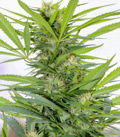 Семена сорта Sugar Black Rose reg (Delicious Seeds)