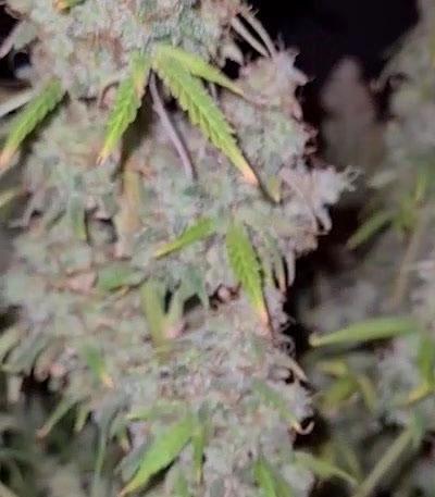 Семена сорта Gorilla Cookies Auto fem (FastBuds)