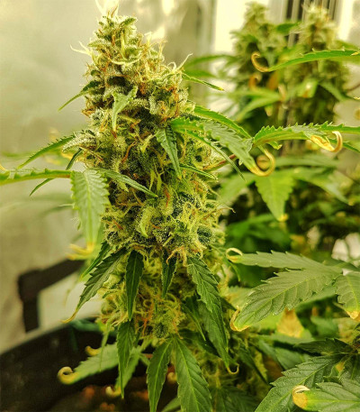Семена сорта Auto OG Kush fem (Victory Seeds)