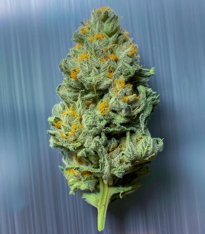 Семена сорта La Calma Autoflower fem (Easy Grow Seeds)