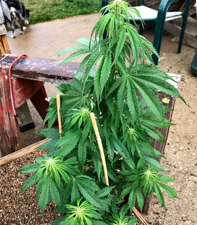 Семена сорта Membrana Hiper Auto fem (VIP seeds)