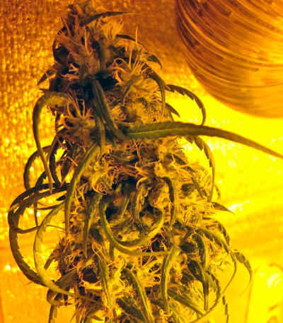 Семена сорта Hawaiian Snow fem (Green House Seeds)