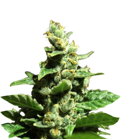 Семена сорта Green-O-Matic auto fem