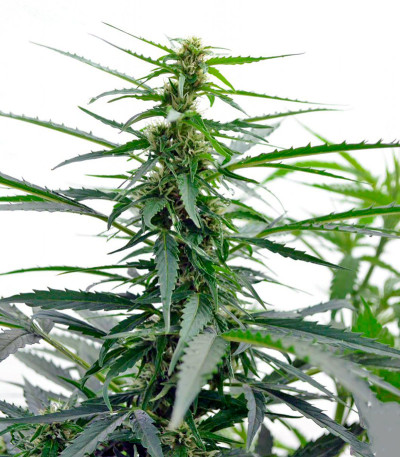 Семена сорта Autoflowering White Russian #1 fem (Serious Seeds)